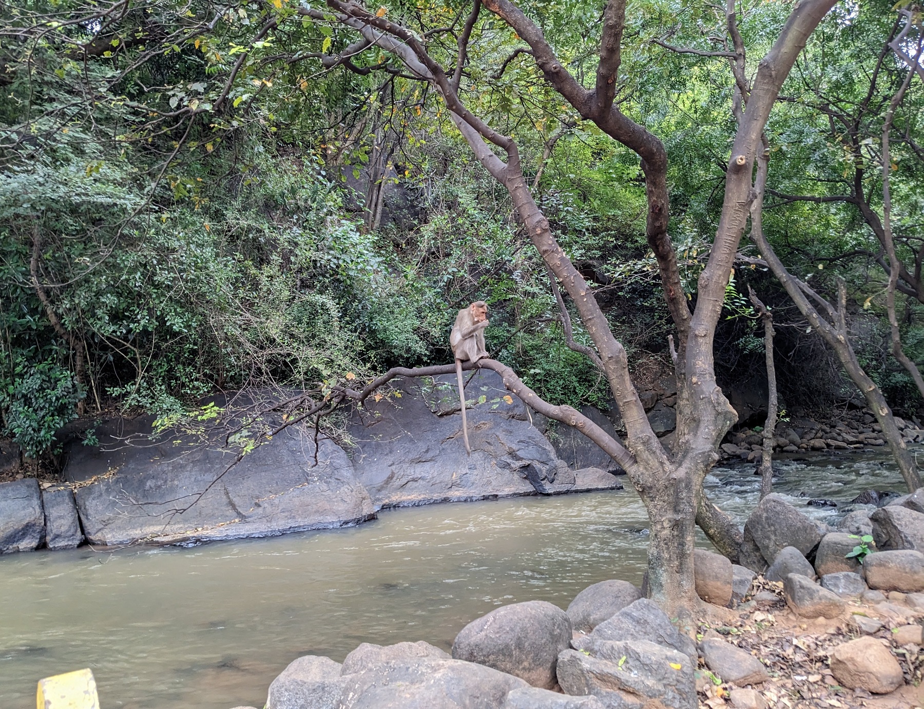 Monkey at Puliancholai-Kolli hills-Tamil Nadu
