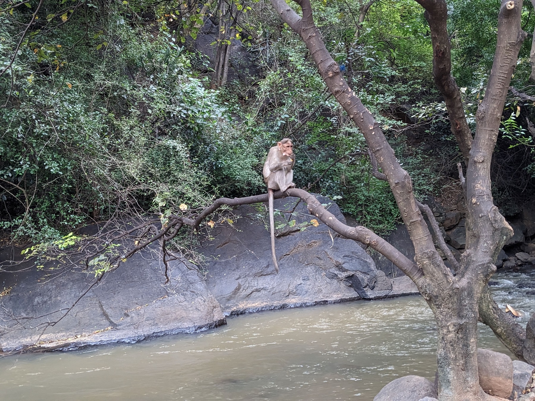 Monkey sitting in the tree at Puliancholai-Kolli hills-Tamil Nadu