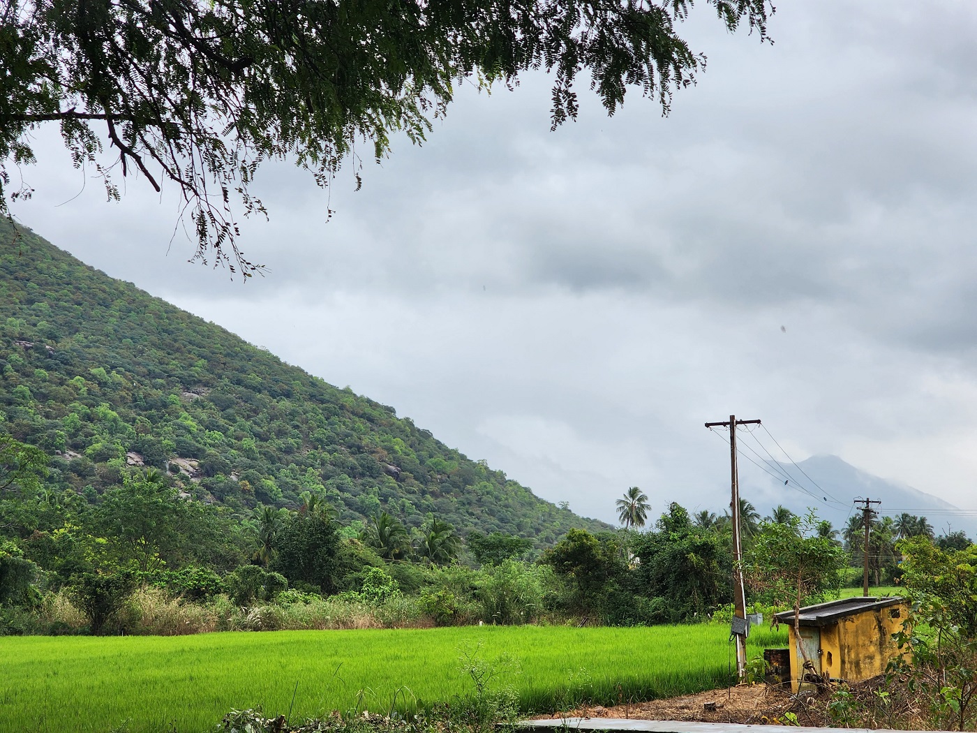 Puliancholai-Kolli hills-Tamil Nadu 5
