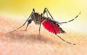 West Nile Fever 